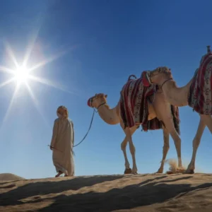 Discover the Beauty of Camel Ride Riyadh in the Golden Dunes